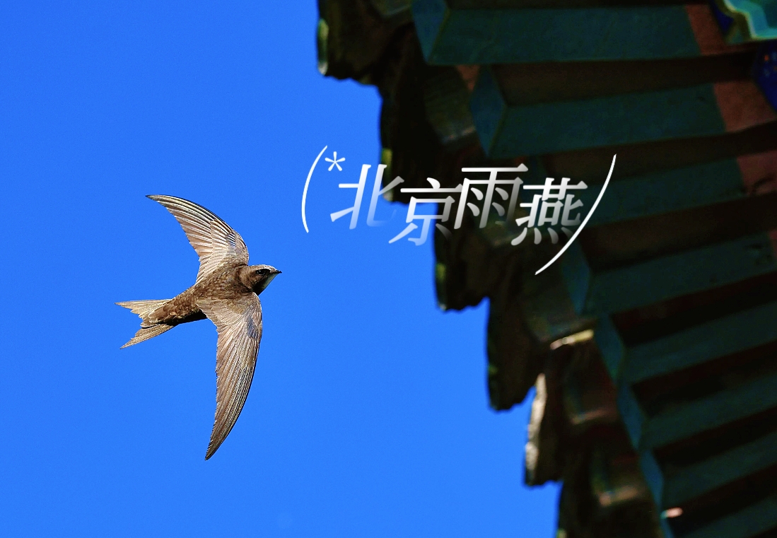 北京雨燕