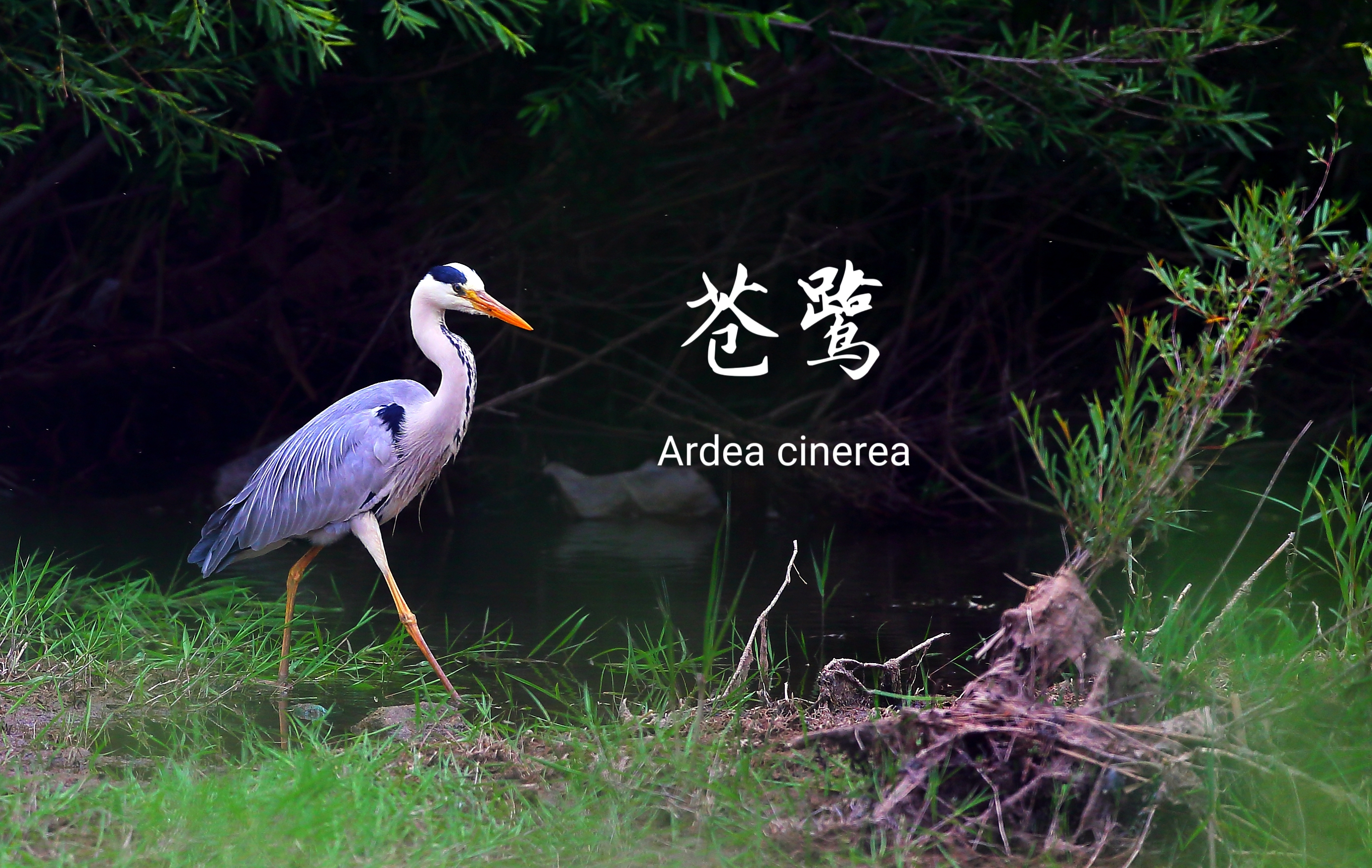 苍鹭