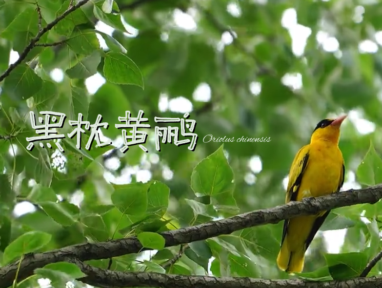 黑枕黄鹂